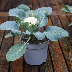 Baby, (F1) Cauliflower Seeds